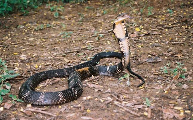 cobra-story_647_120715051437