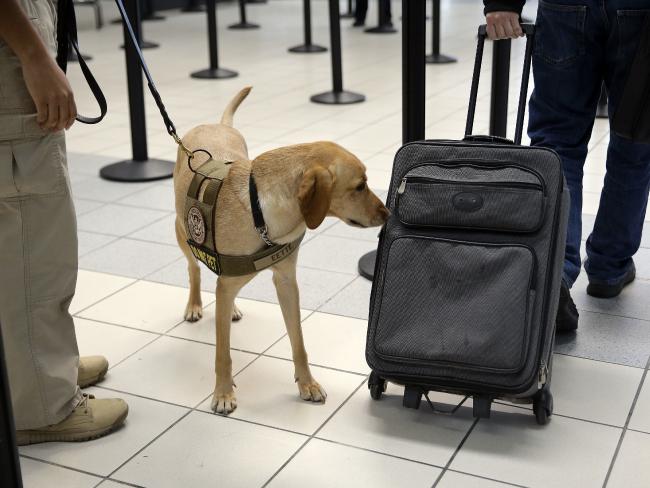 A Transportation Security Administration dog checks for explosives at a Missouri airport. Picture: AP Photo/Jeff Roberson